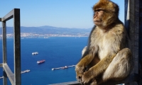 Excursión de 1 día a Gibraltar con salida de la Praia da Rocha
